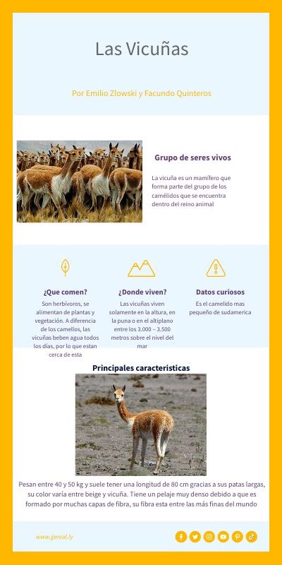 The Vicuñas and the ,000 Sweater 